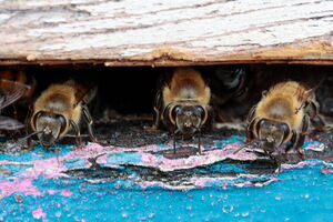 Macroaufnahme von Bienen am Ausgang des Bienenstocks