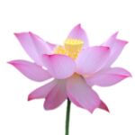 Lotusblüte im Detail