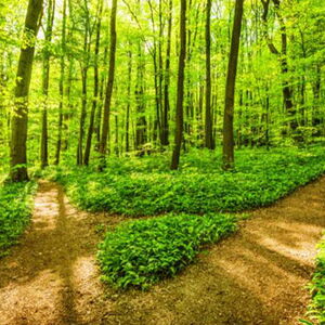 Kreuzende Pfade im Wald im Sommer