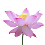 Lotus Blume