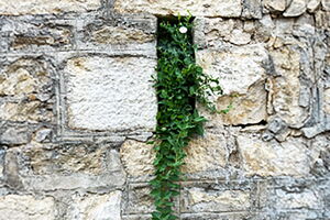 Kletterpflanze in Steinmauer