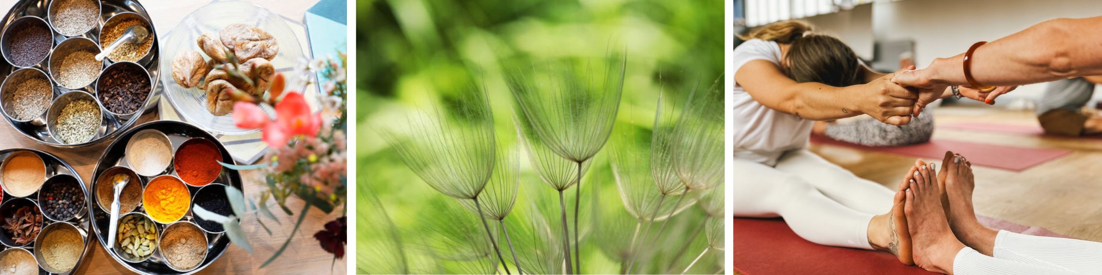 Ayurveda - zarte Gräser - Yogapraktik